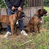 Boxer Brüder Alfred & Jambo suchen zusammen