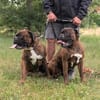 Boxer Brüder Alfred & Jambo suchen zusammen