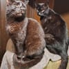 Unser wunderhübsches Gabi und Gabi suchen ein Zuhause