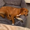 Ara sucht ihr Für-Immer-Zuhause!