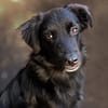 Bambo unser Herzenshund...