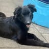 Bambo unser Herzenshund...