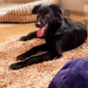 Bambo unser Herzenshund...