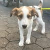 Milo - der freundliche Teamplayer