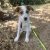 Milo - der freundliche Teamplayer