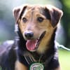 Salmo unser Seelenhund..