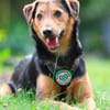 Salmo unser Seelenhund..