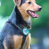 Salmo unser Seelenhund..