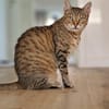 Seniorin IDA sucht Zuhause