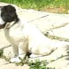 Alma 2; ruhiges, liebes Welpenmädchen