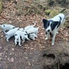 Alma 2; ruhiges, liebes Welpenmädchen