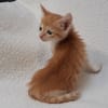 Virgule