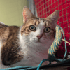 SPEEDY A17531