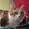 SPEEDY A17531