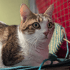 SPEEDY A17531