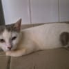 PETUNIA