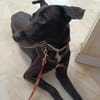 Cachou, la gentille louloute