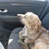 HENDRIX CROISE GRIFFON
