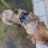 HENDRIX CROISE GRIFFON