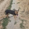 XANDY croise berger allemand