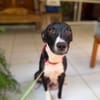 Chance aura t'elle une chance d'être adoptée?