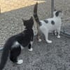 BN et BEAUTE A réserver  Adoption double ou séparé