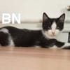 BN et BEAUTE A réserver  Adoption double ou séparé