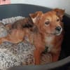 Katzenverträgliche Junghündin Samira