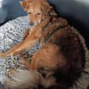Katzenverträgliche Junghündin Samira