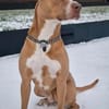 MURPHY - eine imposante Erscheinung!