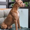 MURPHY - eine imposante Erscheinung!