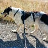 Liebe LUNA wartet in PLZ 76707 auf Besuch