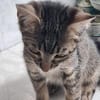 Bijou & Hilde Kitten