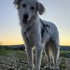 Sancho sucht sein Für-immer-Zuhause