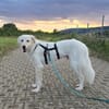 Sancho sucht sein Für-immer-Zuhause