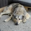 Petra  sensibel, neugierig und treu