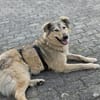 Petra  sensibel, neugierig und treu