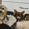 Esha ist neugierig und freundlich
