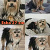 Esha ist neugierig und freundlich