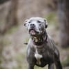 Nilo American Staffordshire Terrier sucht erfahrenes Zuhause