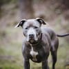 Nilo American Staffordshire Terrier sucht erfahrenes Zuhause