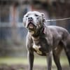 Nilo American Staffordshire Terrier sucht erfahrenes Zuhause