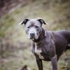 Nilo American Staffordshire Terrier sucht erfahrenes Zuhause