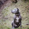 Nilo American Staffordshire Terrier sucht erfahrenes Zuhause