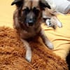 Lelani sucht ihr Für-immer-Zuhause