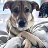 Hündin Lindy verliert ihr Zuhause. Sucht dringend