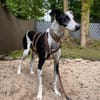 Corbato - Zuhause gesucht