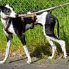 Corbato - Zuhause gesucht