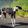 Corbato - Zuhause gesucht