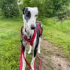 Corbato - Zuhause gesucht